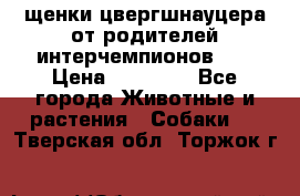 щенки цвергшнауцера от родителей интерчемпионов,   › Цена ­ 35 000 - Все города Животные и растения » Собаки   . Тверская обл.,Торжок г.